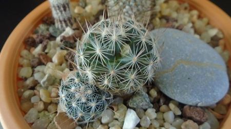 Mammillaria coahuilensis ssp. albiarmata