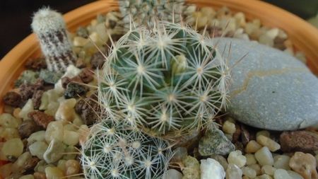 Mammillaria coahuilensis ssp. albiarmata