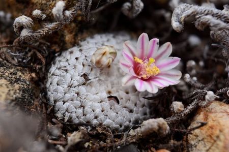 Mammillaria breviplumosa