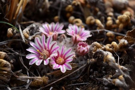 Mammillaria breviplumosa