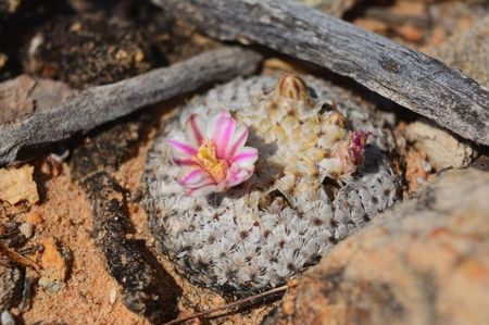 Mammillaria breviplumosa