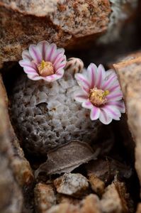 Mammillaria breviplumosa