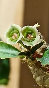 Euphorbia subapoda