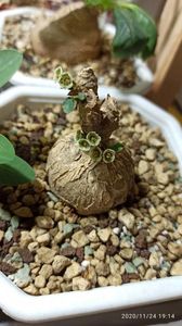 Euphorbia subapoda