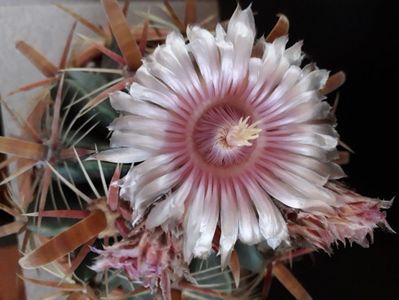 Ferocactus latispinus