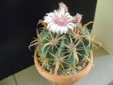 Ferocactus latispinus