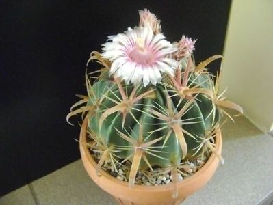 Ferocactus latispinus