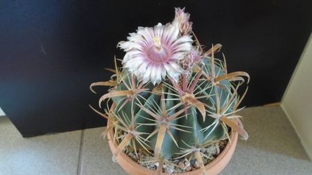 Ferocactus latispinus