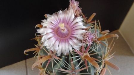 Ferocactus latispinus