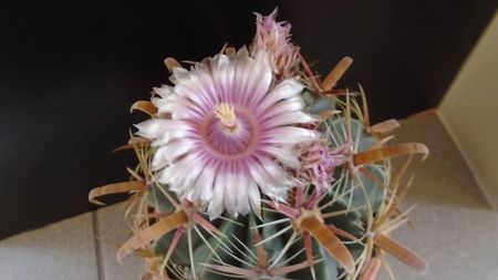 Ferocactus latispinus