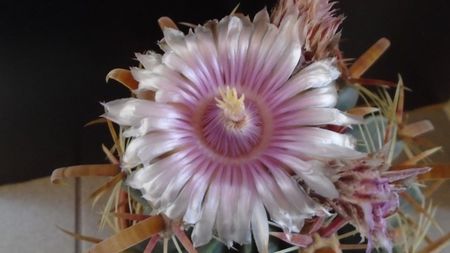 Ferocactus latispinus