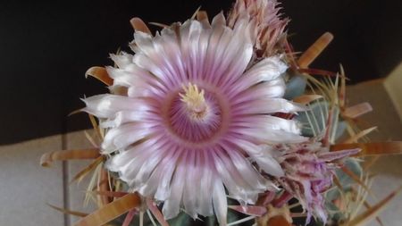 Ferocactus latispinus