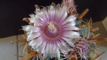 Ferocactus latispinus