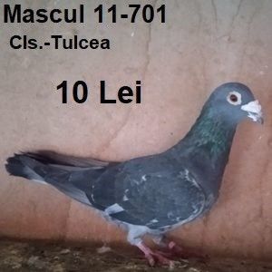 Mascul 11-701....-Pastarnacu