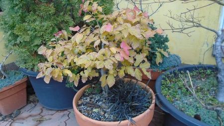 Parrotia persica