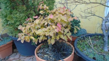 Parrotia persica