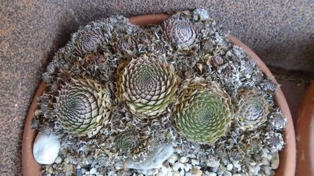 19. dec.- Orostachys spinosa