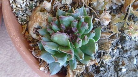 19. dec.- Sempervivum tectorum Oddity