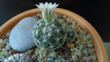 Mammillaria coahuilensis ssp. albiarmata (Schwartzii)