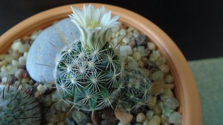 Mammillaria coahuilensis ssp. albiarmata (Schwartzii)