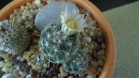 Mammillaria coahuilensis ssp. albiarmata (Schwartzii)