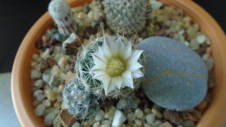 Mammillaria coahuilensis ssp. albiarmata (Schwartzii)