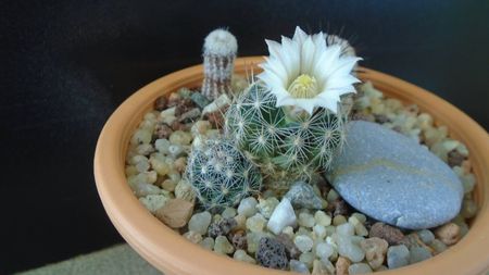 Mammillaria coahuilensis ssp. albiarmata (Schwartzii)