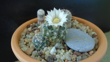 Mammillaria coahuilensis ssp. albiarmata (Schwartzii)