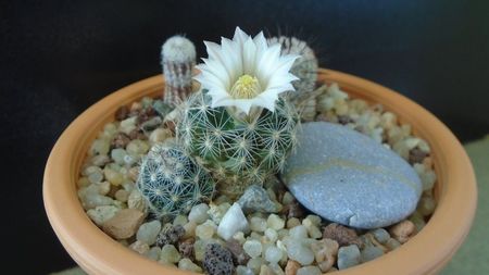 Mammillaria coahuilensis ssp. albiarmata (Schwartzii)