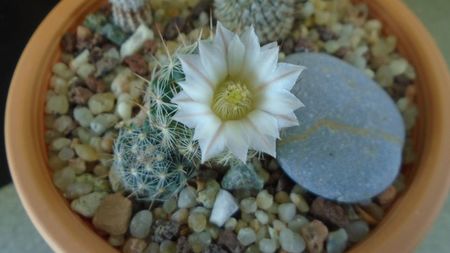 Mammillaria coahuilensis ssp. albiarmata (Schwartzii)