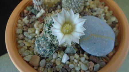 Mammillaria coahuilensis ssp. albiarmata (Schwartzii)