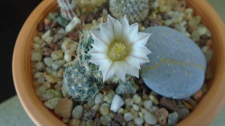 Mammillaria coahuilensis ssp. albiarmata (Schwartzii)