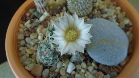 Mammillaria coahuilensis ssp. albiarmata (Schwartzii)