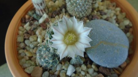 Mammillaria coahuilensis ssp. albiarmata (Schwartzii)