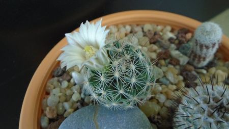 Mammillaria coahuilensis ssp. albiarmata (Schwartzii)