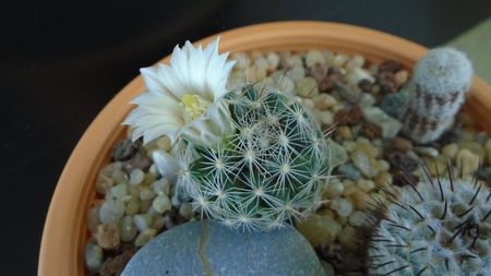 Mammillaria coahuilensis ssp. albiarmata (Schwartzii)