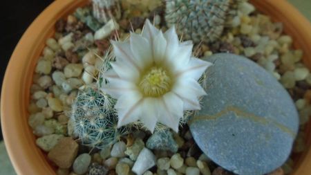 Mammillaria coahuilensis ssp. albiarmata (Schwartzii)