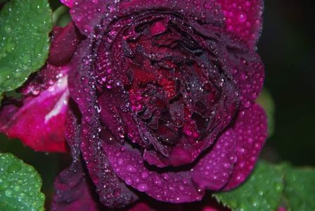 Munstead Wood (Tufa); EXCELENT.
Producator David C. H. Austin
Parfum puternic, vechi de trandafir.
Înflorește în valuri pe tot parcursul sezonului.
Înălțime ( 90 -110cm).
