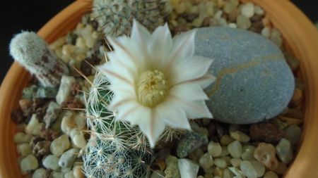 Mammillaria coahuilensis ssp. albiarmata (Schwartzii)