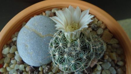 Mammillaria coahuilensis ssp. albiarmata (Schwartzii)