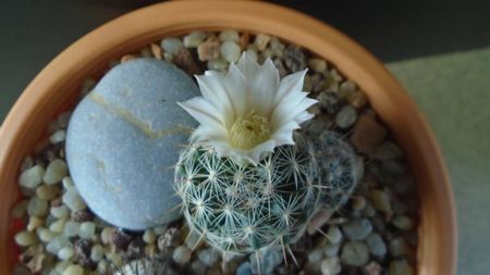 Mammillaria coahuilensis ssp. albiarmata (Schwartzii)