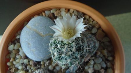 Mammillaria coahuilensis ssp. albiarmata (Schwartzii)