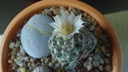 Mammillaria coahuilensis ssp. albiarmata (Schwartzii)