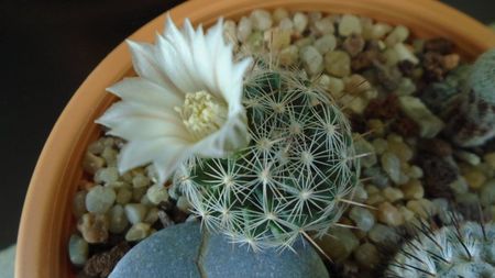 Mammillaria coahuilensis ssp. albiarmata (Schwartzii)