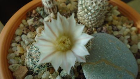 Mammillaria coahuilensis ssp. albiarmata (Schwartzii)