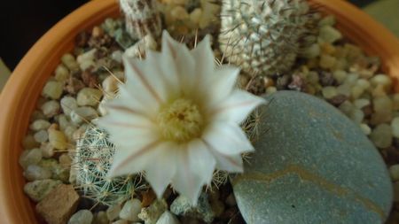 Mammillaria coahuilensis ssp. albiarmata (Schwartzii)