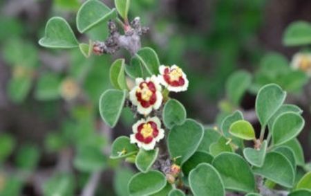 Euphorbia-misera-Cliff-Spurge1-351x221