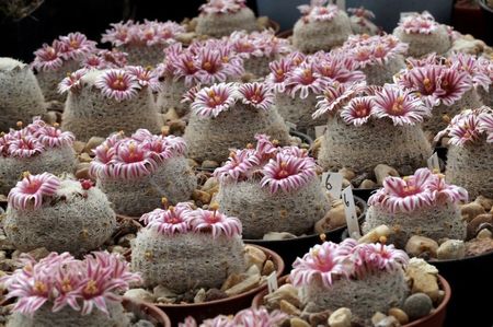 Mammillaria hermosana