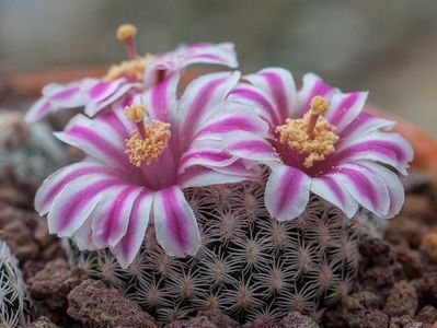 Mammillaria hermosana