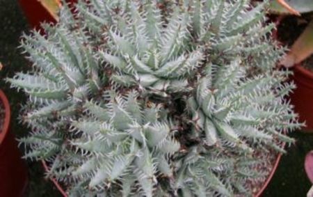 Aloe-erinacea-Goree1-351x221